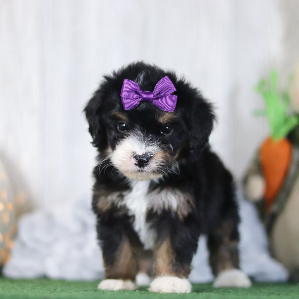 Bellini - Available 4/16