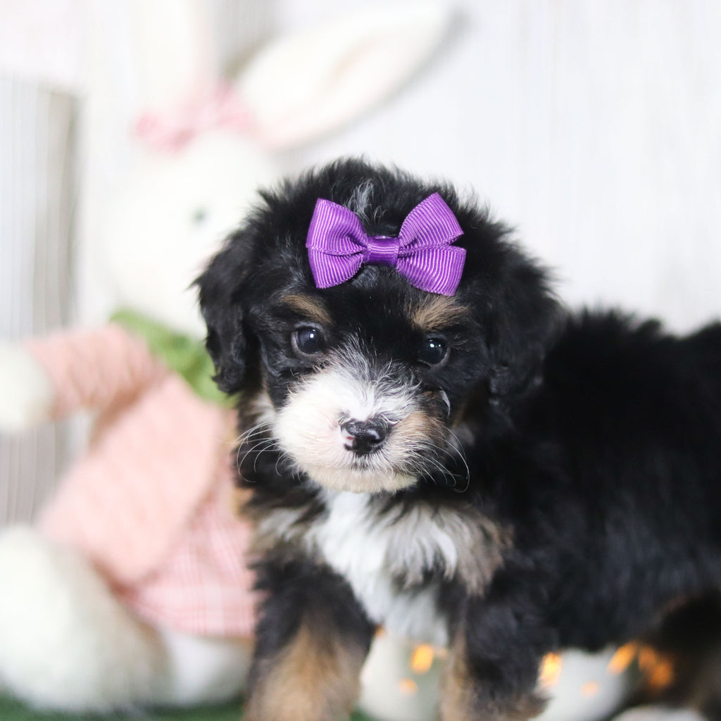 Bellini - Available 4/16