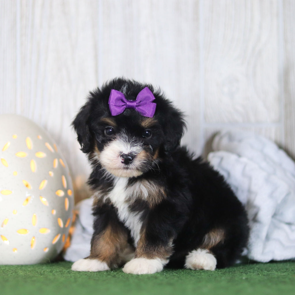 Bellini - Available 4/16