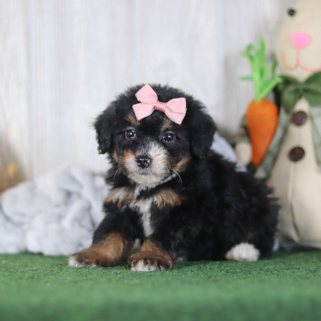 Bernice - Available 4/16