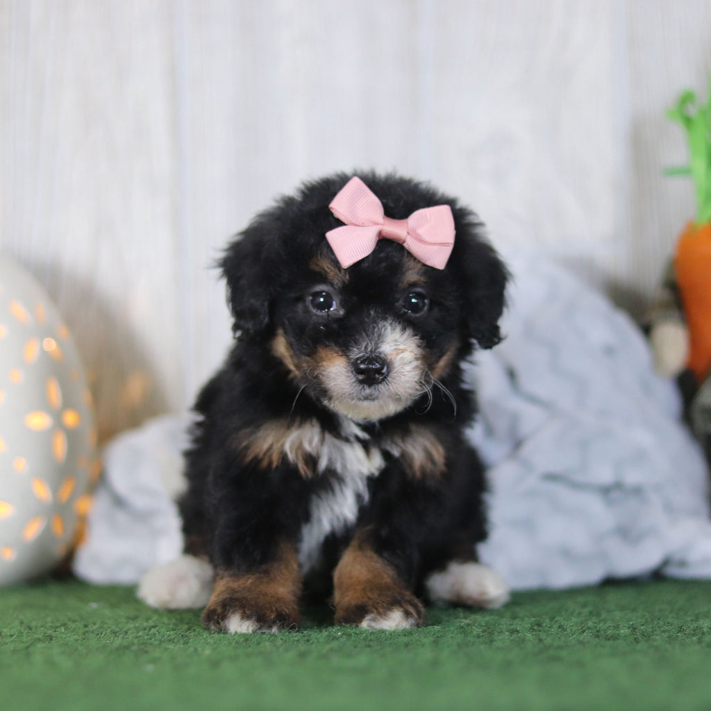 Bernice - Available 4/16