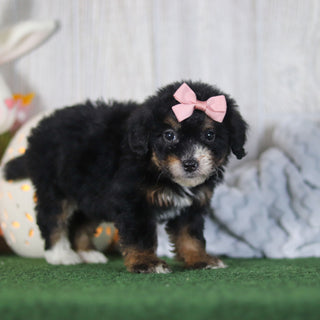 Bernice - Available 4/16