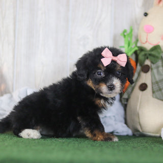 Bernice - Available 4/16