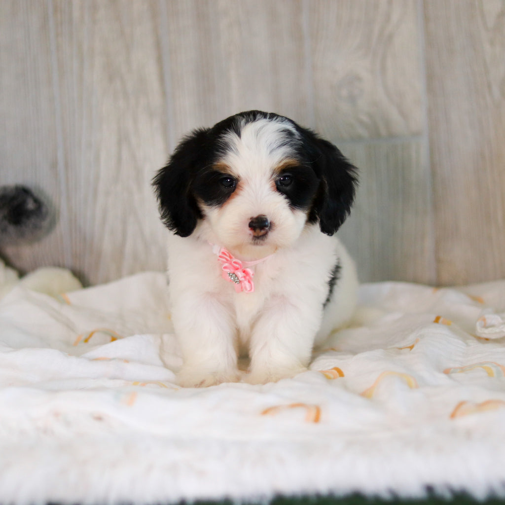Cammie - Available Now