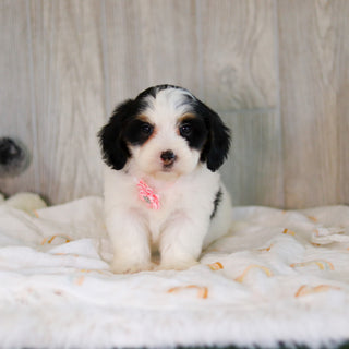 Cammie - Available Now