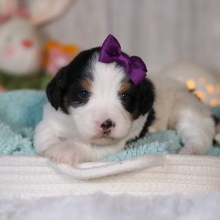 Cammie - Available 5/7