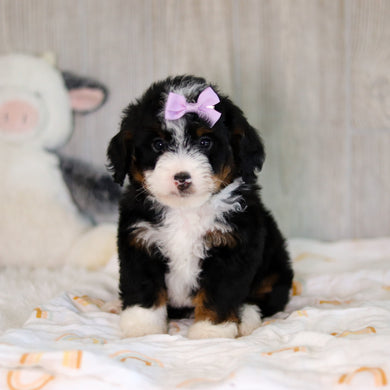 Callie - Available 5/7