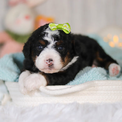 Callie - Available 5/7