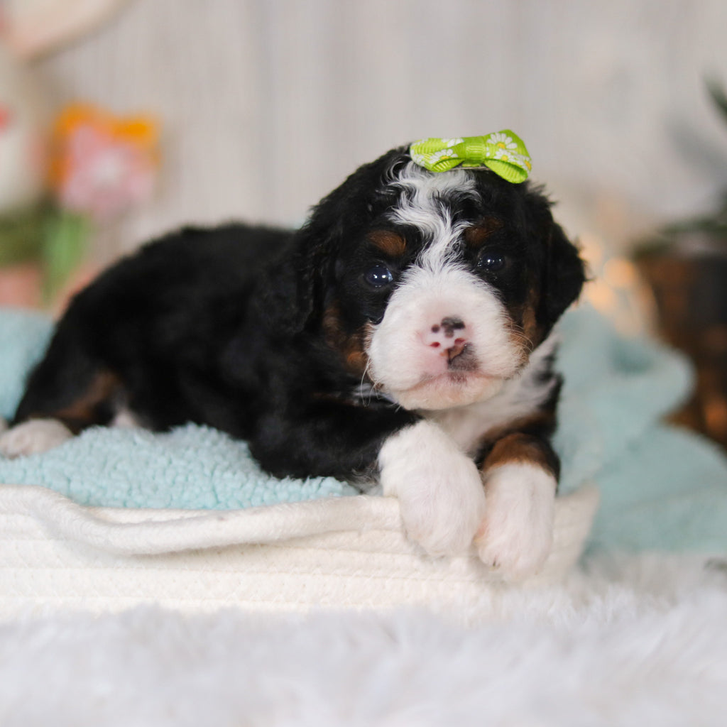 Callie - Available 5/7