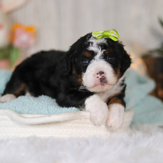 Callie - Available 5/7