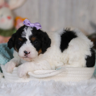 Cassidy - Available 5/7