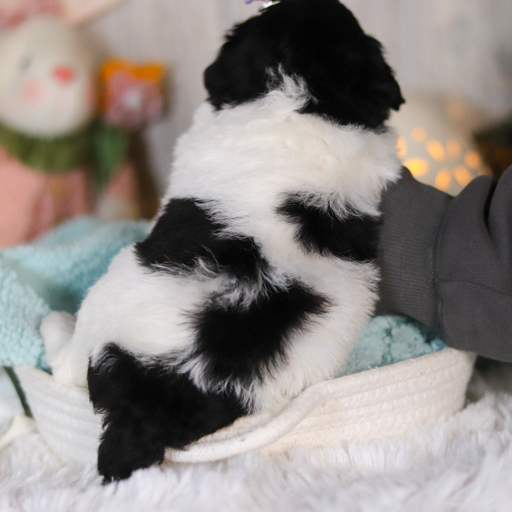 Cassidy - Available 5/7