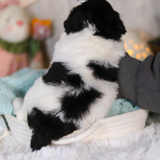 Cassidy - Available 5/7