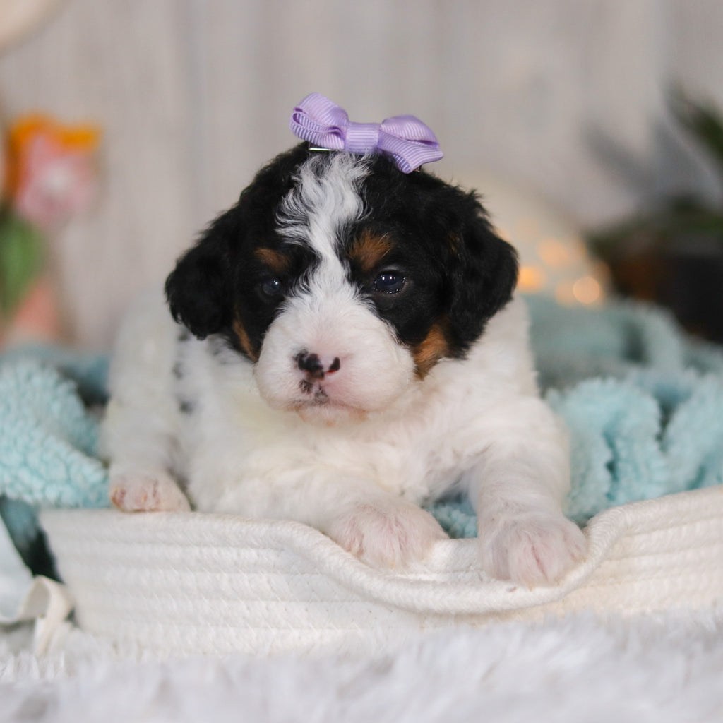 Cassidy - Available 5/7