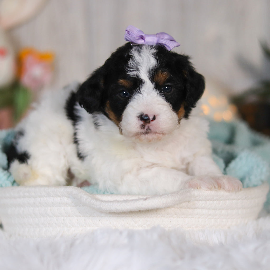 Cassidy - Available 5/7