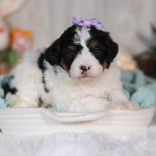 Cassidy - Available 5/7