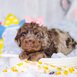 Milly - Available 5/14