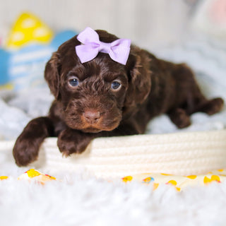 Margot - Available 5/14