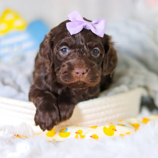 Margot - Available 5/14