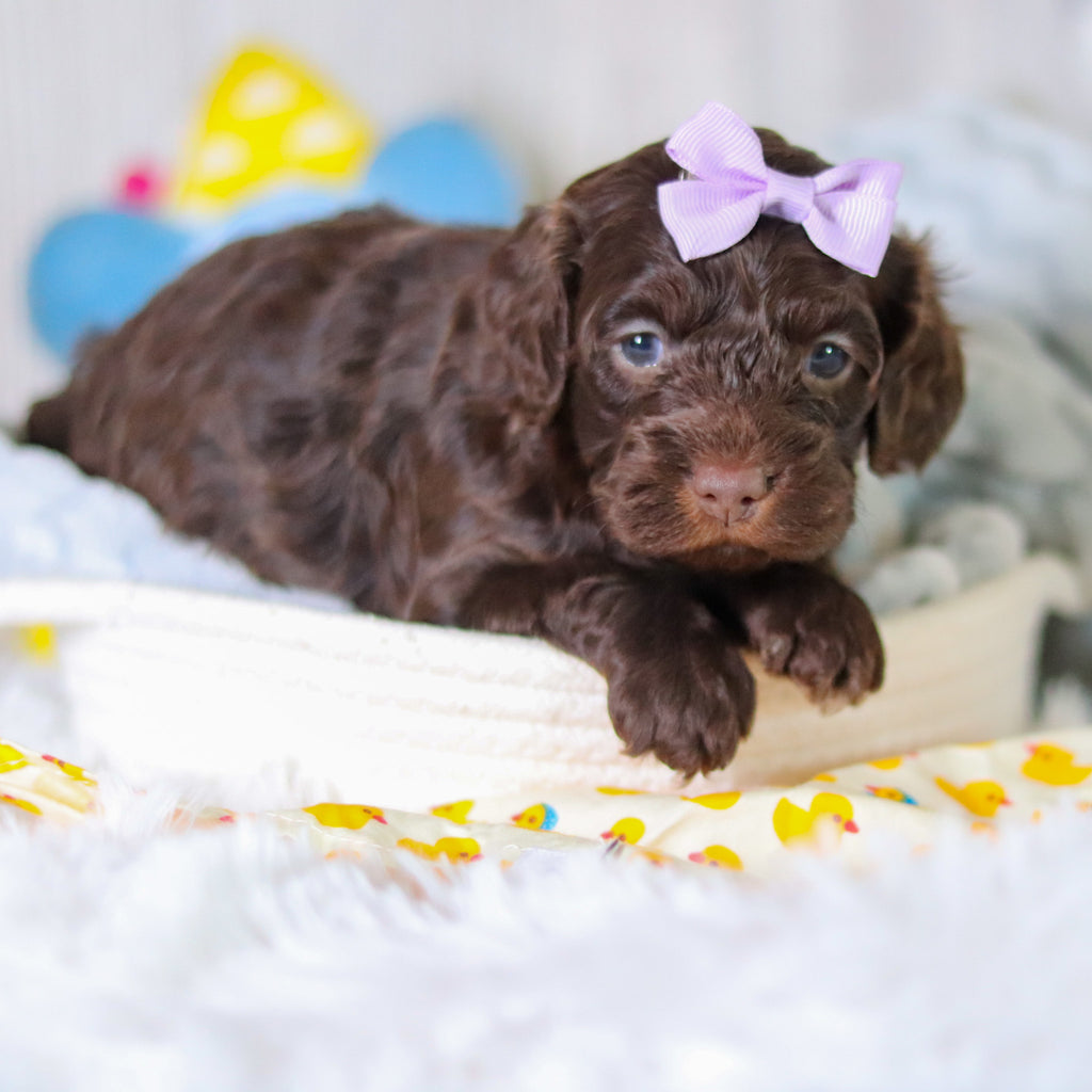 Margot - Available 5/14