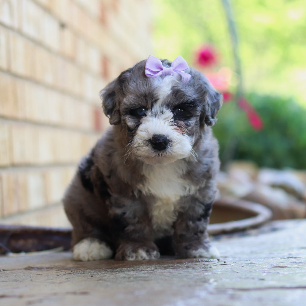 Buttercup - Available 6/4