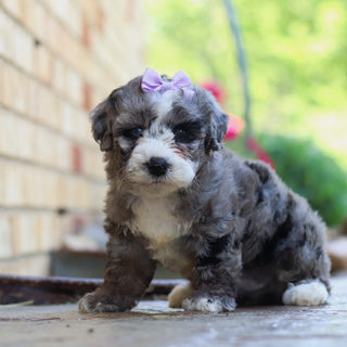 Buttercup - Available 6/4