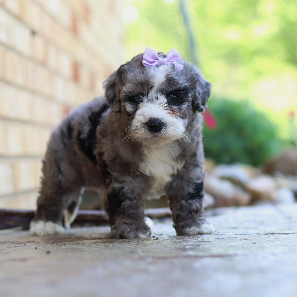 Buttercup - Available 6/4