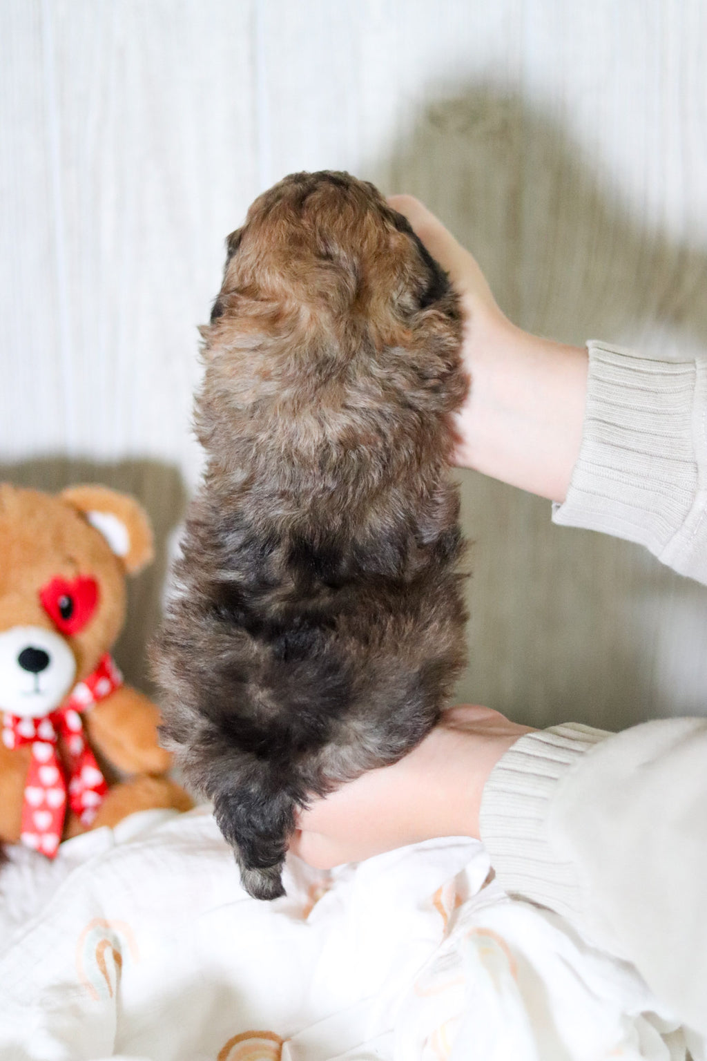 Brandy - Available 6/11