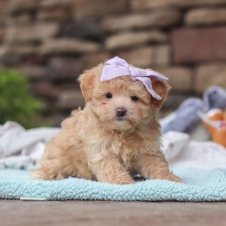 Blythe - Available 6/11