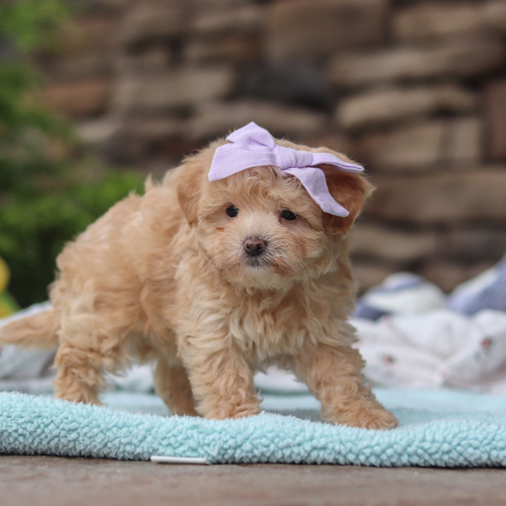 Blythe - Available 6/11