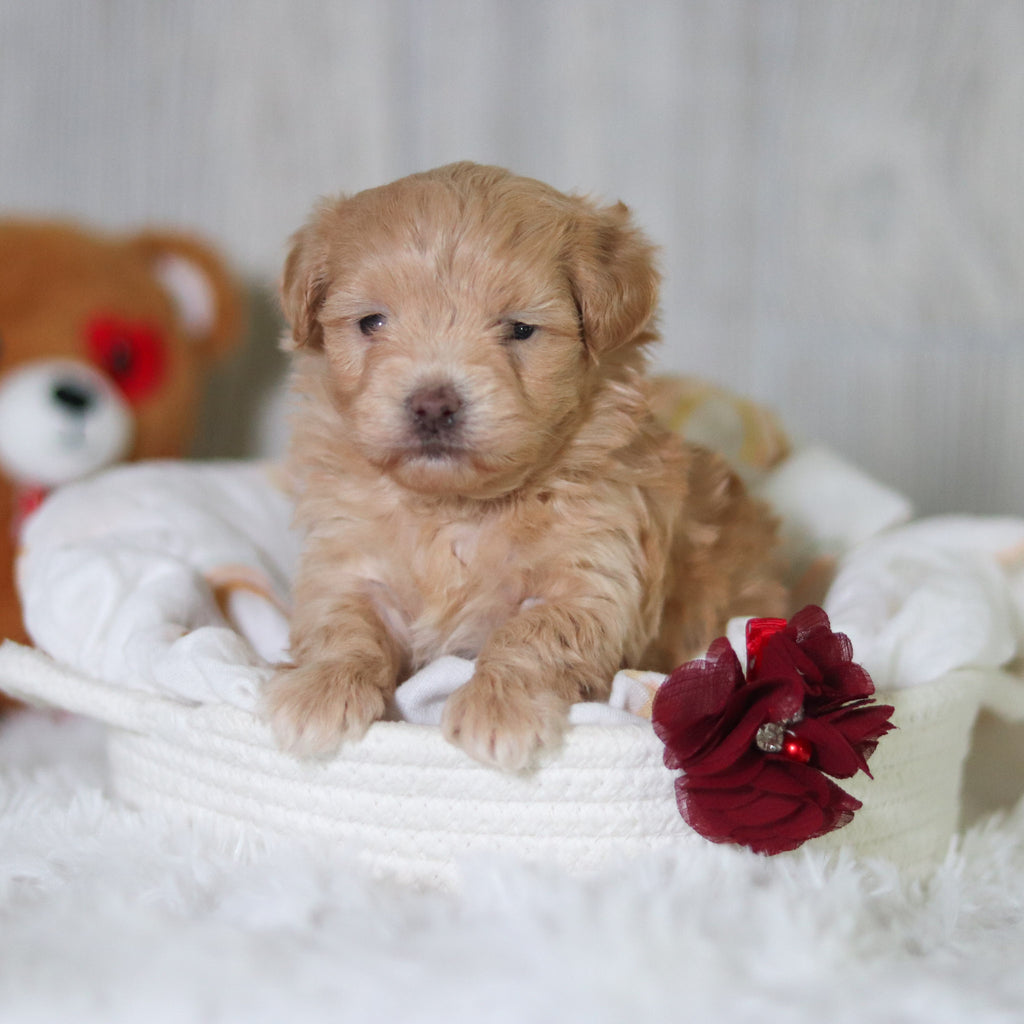 Blythe - Available 6/11