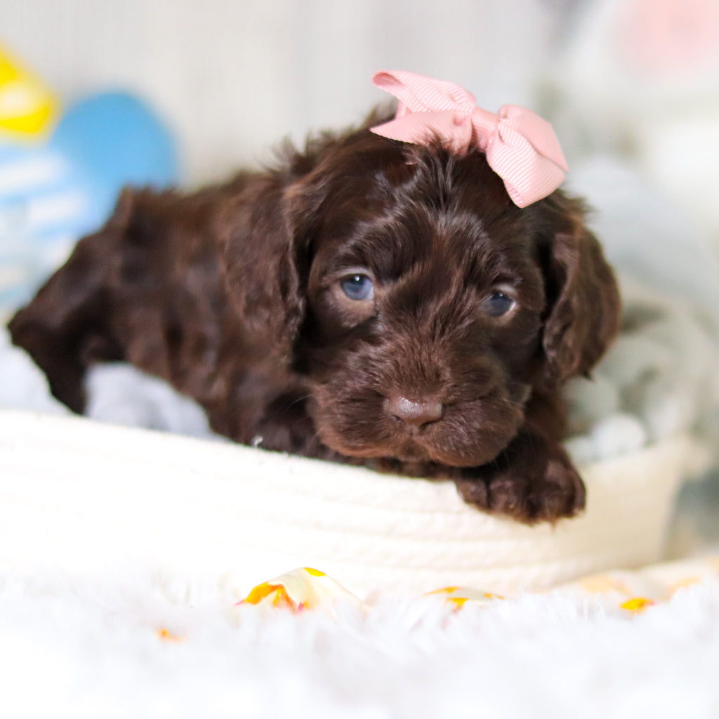 Mabel - Available 5/14