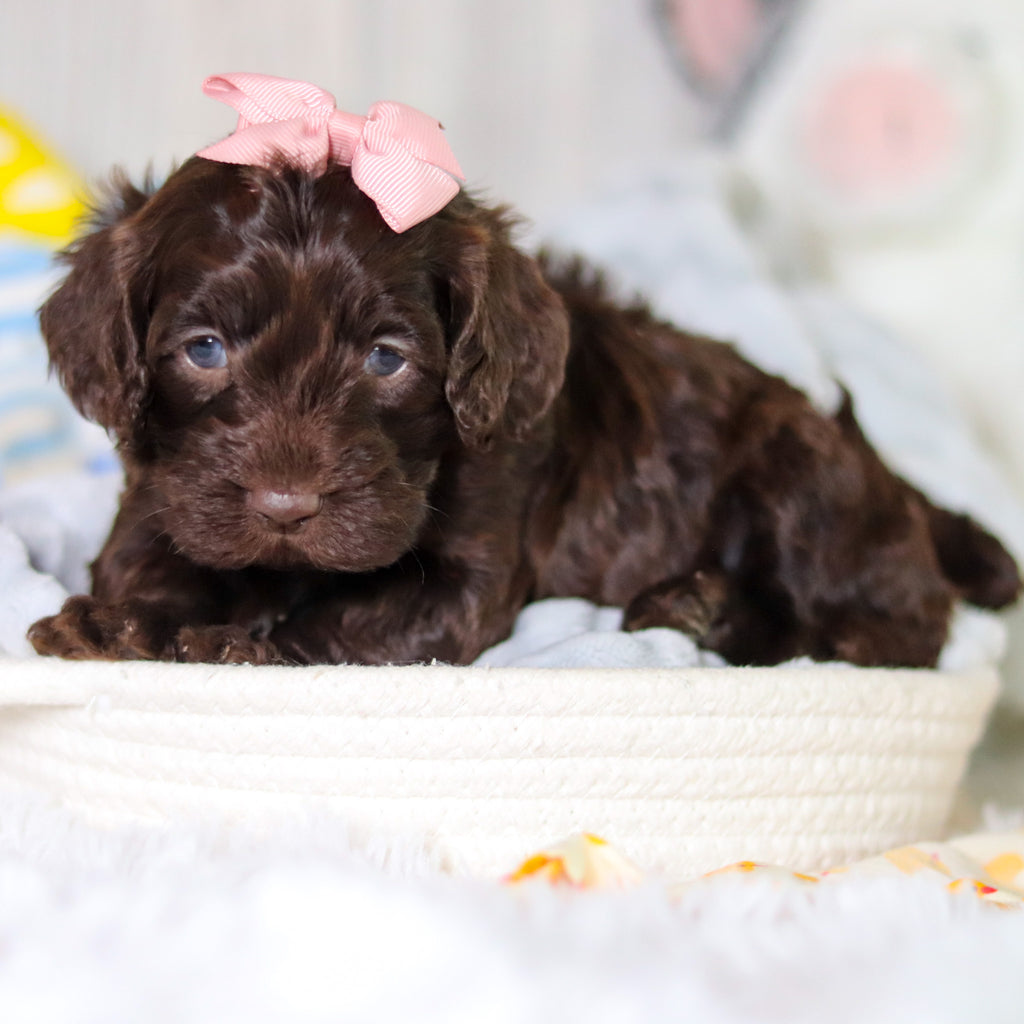 Mabel - Available 5/14