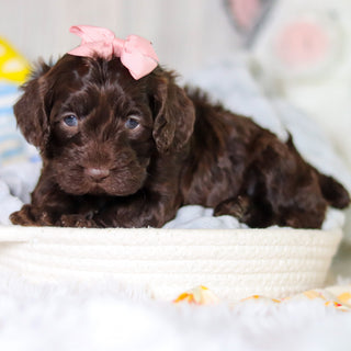 Mabel - Available 5/14