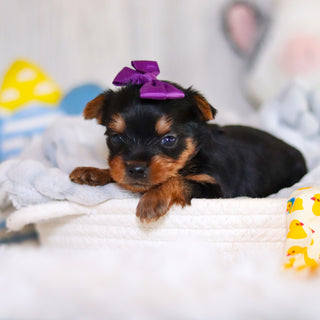 Tara - Available 5/21