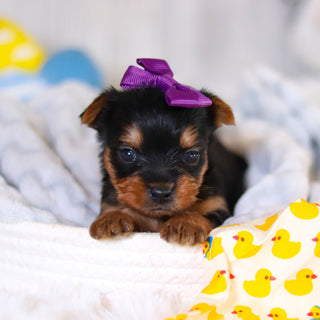 Tara - Available 5/21