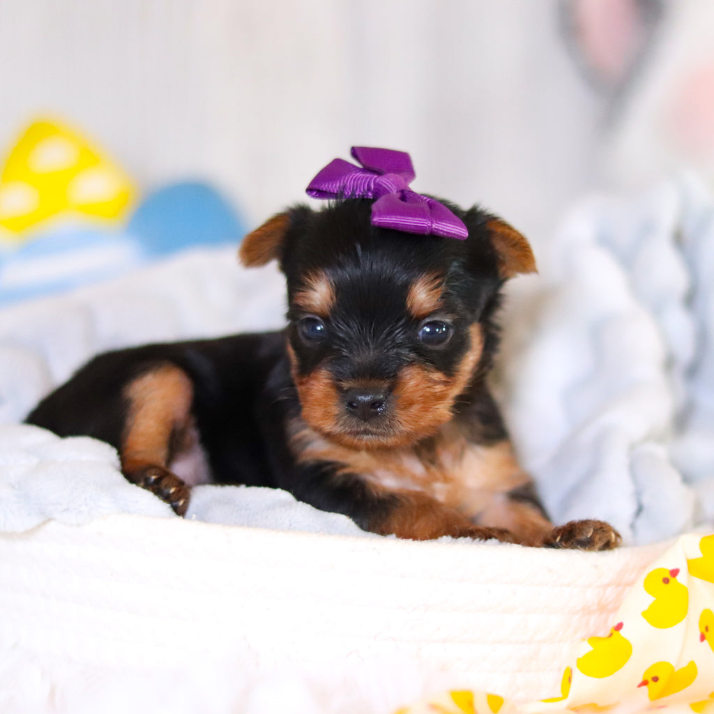 Tara - Available 5/21