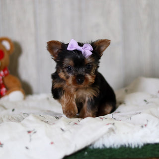 Tara - Available 5/21