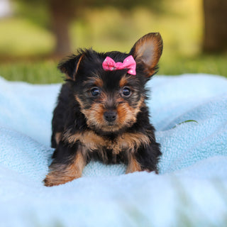 Cookie - Available 5/28