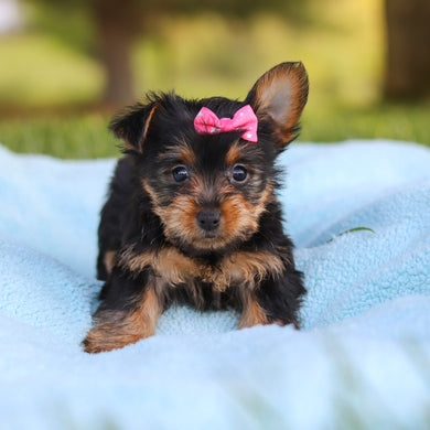 Cookie - Available 5/28