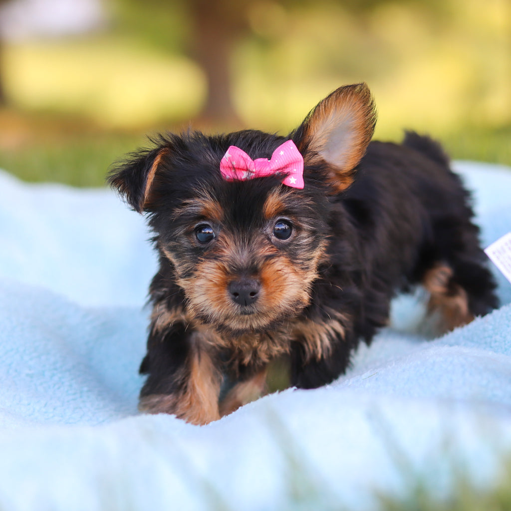 Cookie - Available 5/28