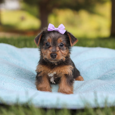 Cinnamon - Available 5/28