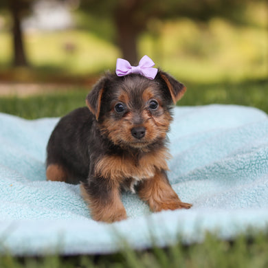 Cinnamon - Available 5/28