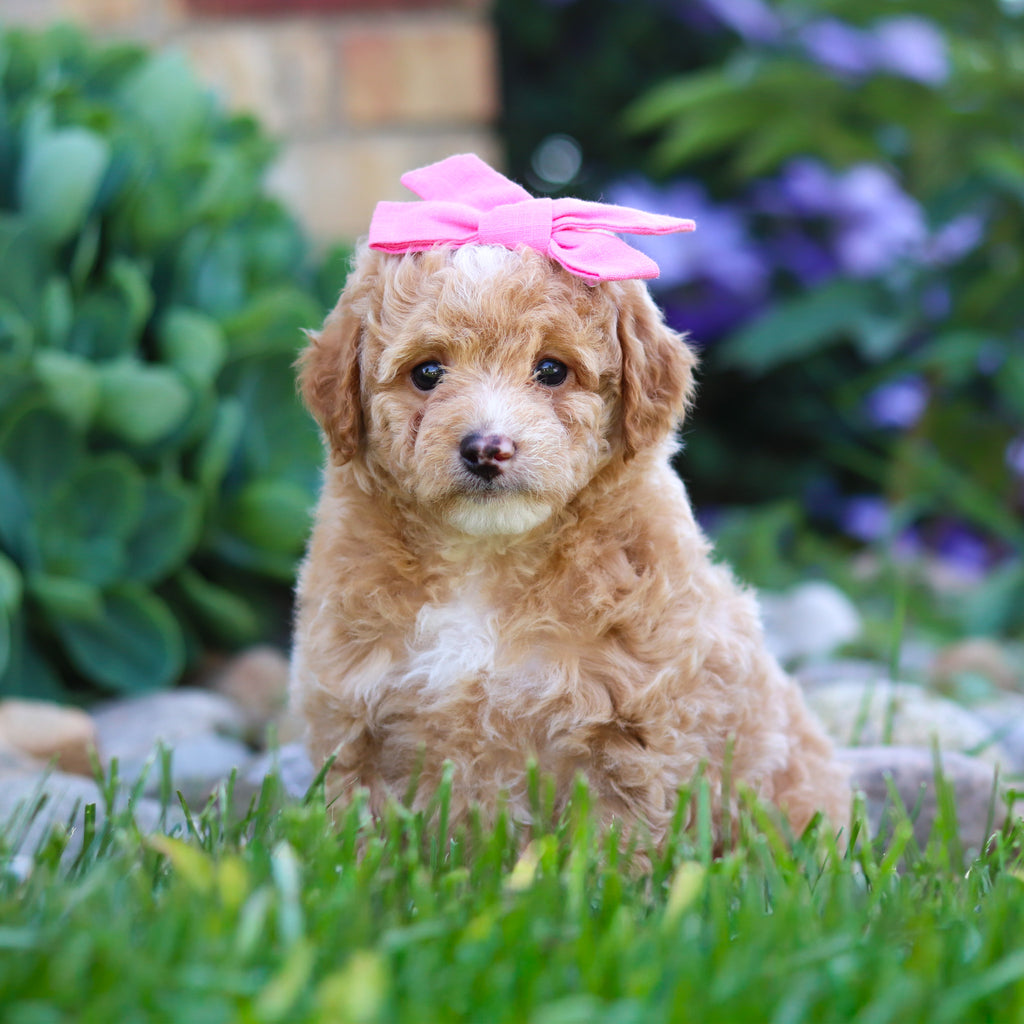 Chai - Available 6/5