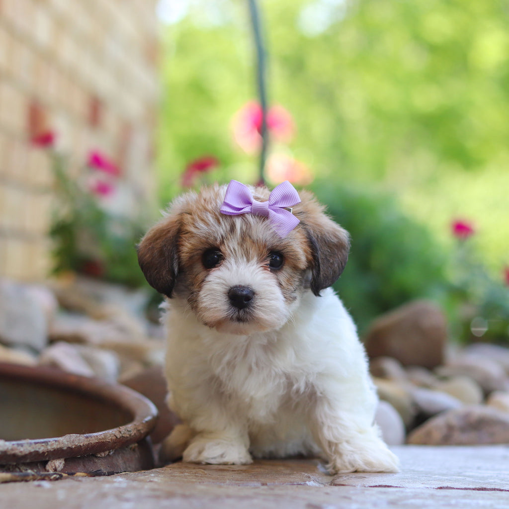 Addie - Available 6/5