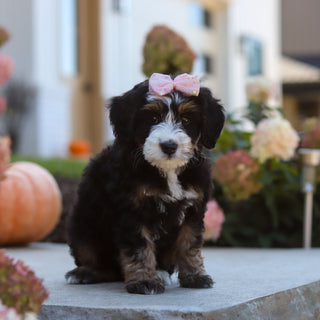 Oaklyn - Available 10/22