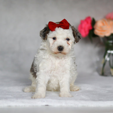 Daphne - Available 5/7