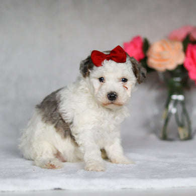 Daphne - Available 5/7