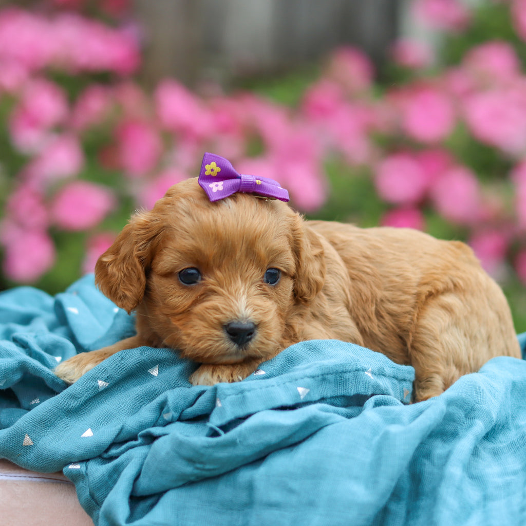 Maya - Available 10/29