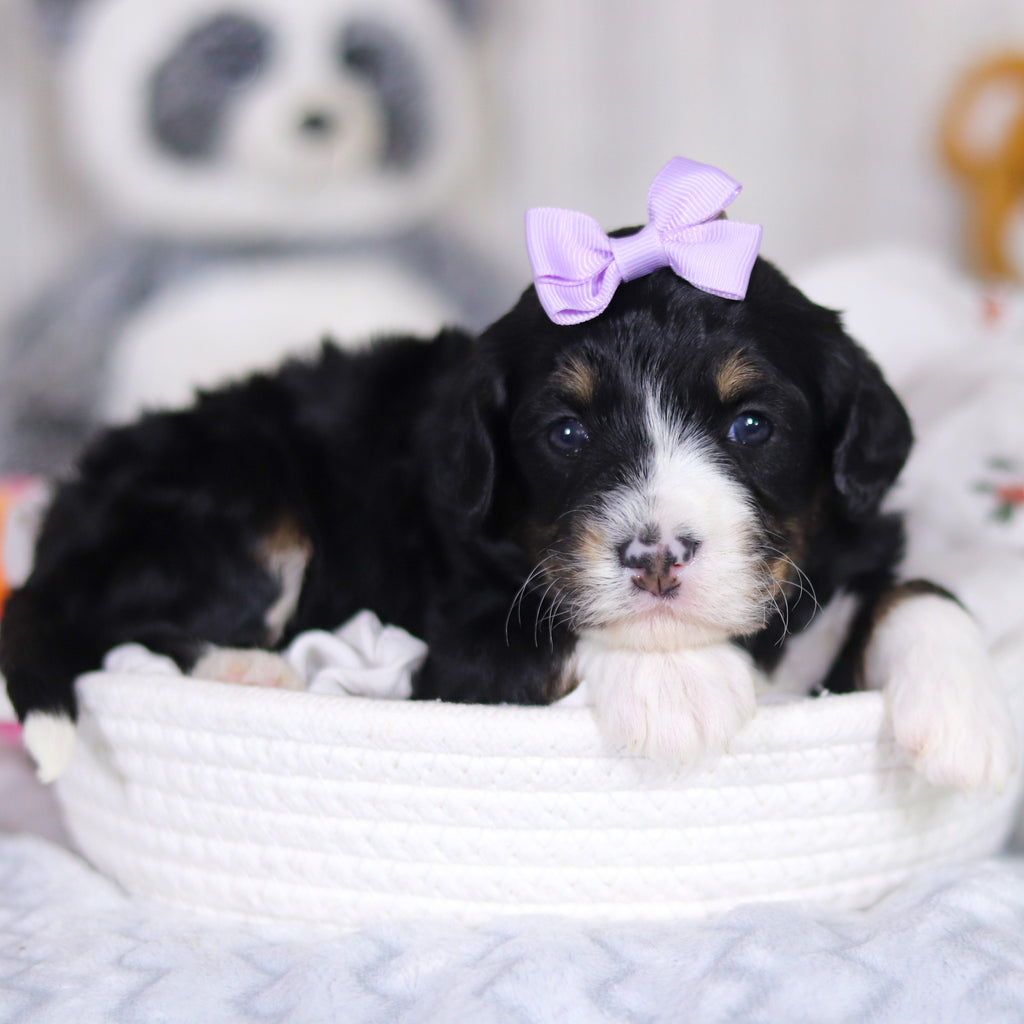 Dorothy - Available 4/2